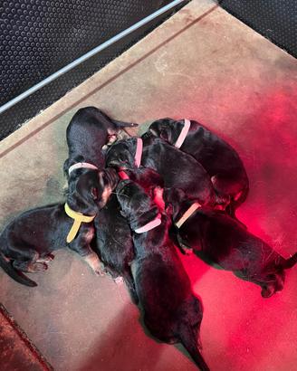Cuccioli pastore tedesco con pedigree