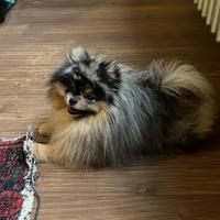 Spitz Pomerania maschio per accoppiamento