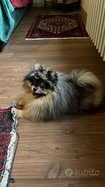 Spitz Pomerania maschio per accoppiamento