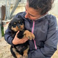 Cuccioli di rottweiler