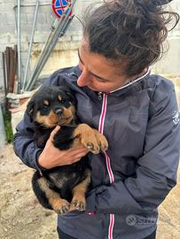 Cuccioli di rottweiler