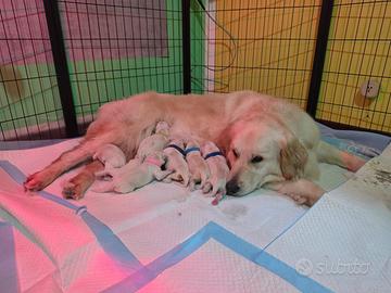 Cuccioli Golden Retriever con Pedigree