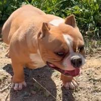 American Bully Pocket Girl