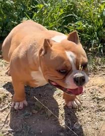 American Bully Pocket Girl