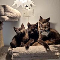 Cuccioli di Scottish Stright