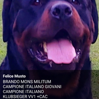 Rottweiler X Monta
