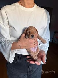 Cuccioli di barboncino (genitori nani)