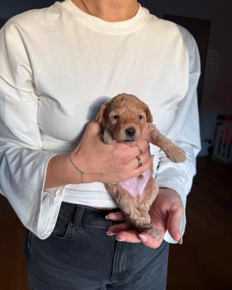 Cuccioli di barboncino (genitori nani)