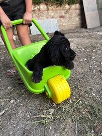 Cuccioli di cocker