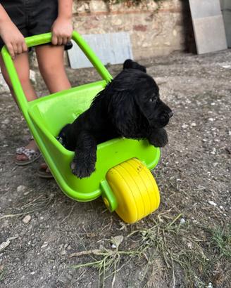 Cuccioli di cocker