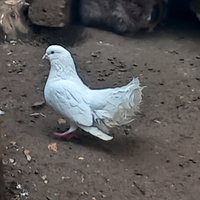 Colombe per cerimonie