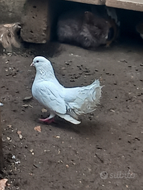 Colombe per cerimonie