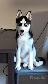 Husky Siberiano