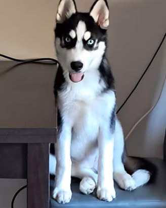Husky Siberiano