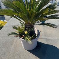 CYCAS REVOLUTA