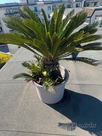 CYCAS REVOLUTA
