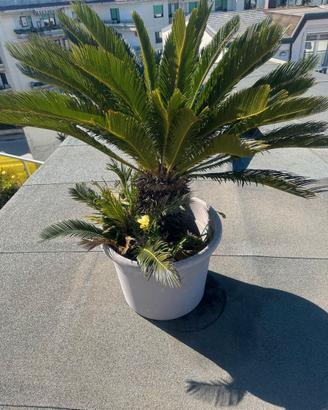 CYCAS REVOLUTA
