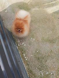 Spitz di pomerania monta