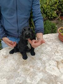 Cocker cuccioli