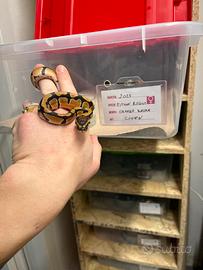 Pitone reale Orange Dream HET Clown