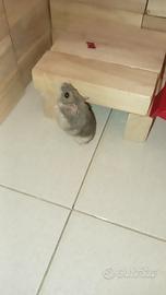 Criceto