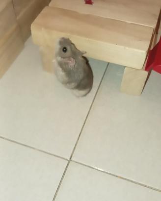 Criceto