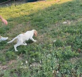 Setter inglese Cuccioli