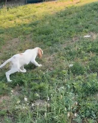 Setter inglese Cuccioli