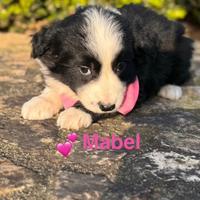 Cucciole simil border collie tg media