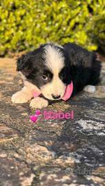 Cucciole simil border collie tg media