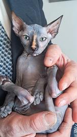 Meravigliosi Sphynx e Sphynx Elf