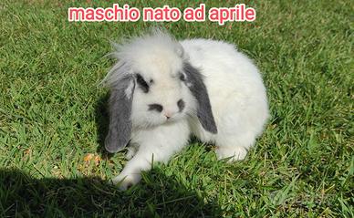 coniglietto ariete nano