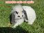 Immagine 1