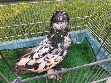 Colombi viaggiatori e ornamentali