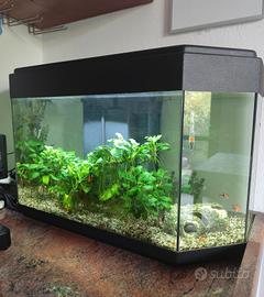 Acquario