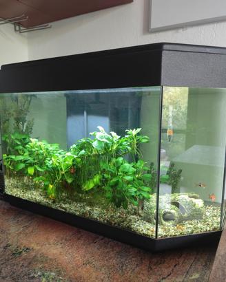 Acquario
