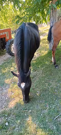 Cavalla