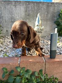 Bassotto tedesco pelo raso