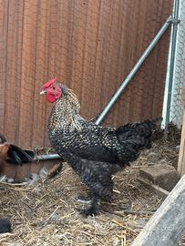 Gallo