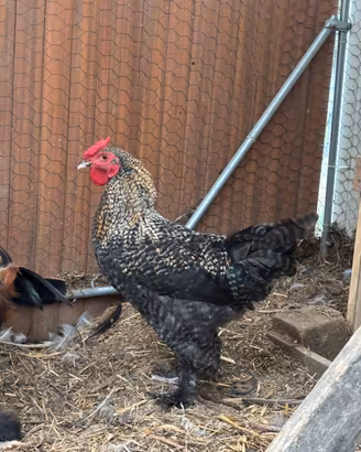 Gallo