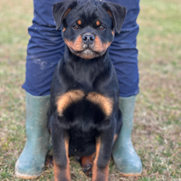 Cuccioli di rottweiler