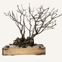 Bonsai corniolo