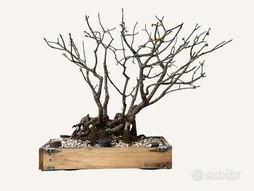 Bonsai corniolo