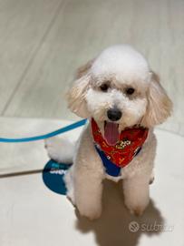 Barboncino maschio per monta