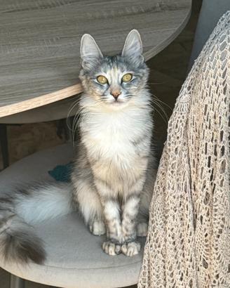 Angora Turco - gatta di razza - Wiktoria
