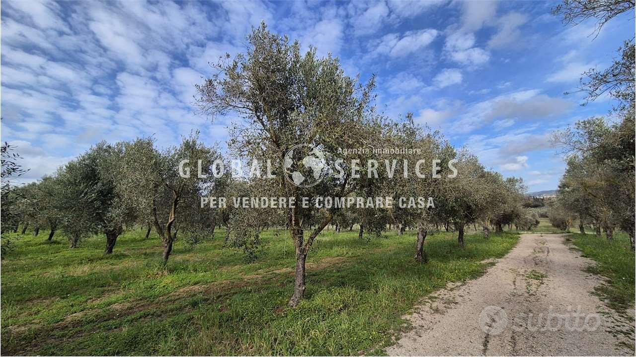 Terreno con Uliveto a Tancà Farrà - Altro