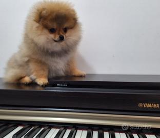 Spitz tedesco nano (Pomerania)