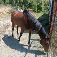 Cavallo