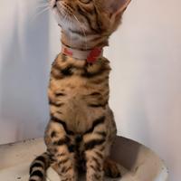 Cuccioli gattini bengala