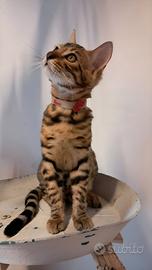 Cuccioli gattini bengala